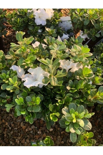 Rhododendron (AJ) Encore® Pure White 